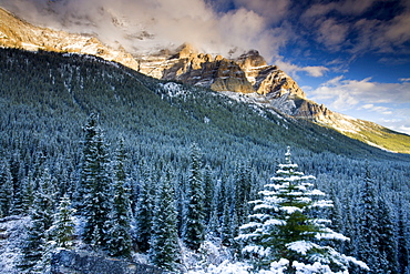 Snow covered pine forest backed by soaring Rocky Mountains, Banff National Park, UNESCO World Heritage Site, Alberta, Canada, North America