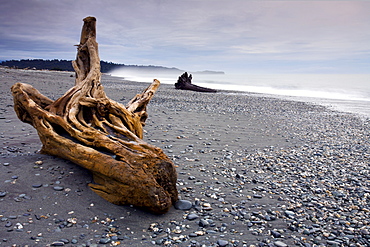 Driftwood on Gillespies Beach, West Coast, South Island, New Zealand, Pacific