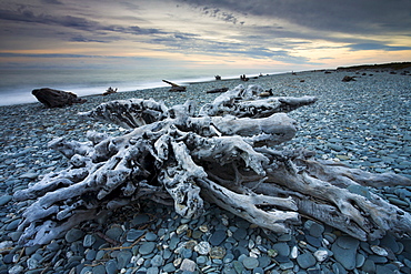 Driftwood along Gillespies Beach on the West Coast of South Island, New Zealand, Pacific