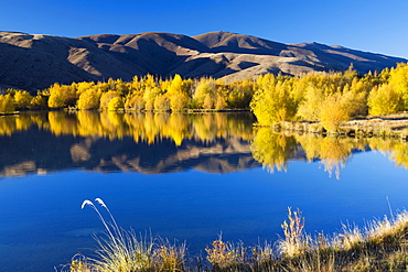 Vibrant golden autumn colours reflected in a lake near Twizel, Canterbury, South Island, New Zealand, Pacific