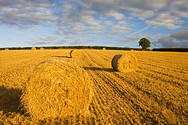 Round hay bales in a field near Morchard Bishop, Devon, England, United Kingdom, Europe