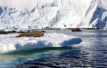 Weddell seal (Leptonychotes weddellii) and tourists in Zodiac boat, Antarctica, Polar Regions