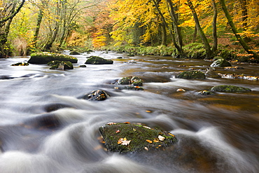 The rocky River Teign near Fingle Bridge in autumn, Dartmoor National Park, Devon, England, United Kingdom, Europe