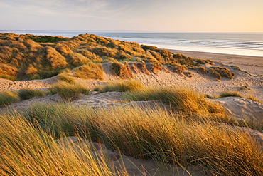 Marram grass on the sand dunes of Braunton Burrows, looking towards Saunton Sands, Devon, England, United Kingdom, Europe