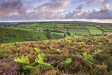 Heather and bracken on Winsford Hill, Exmoor National Park, Somerset, England, United Kingdom, Europe