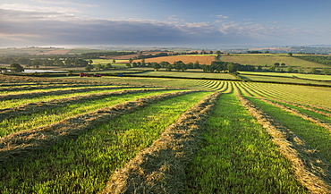 Freshly cut hay meadow, Morchard Bishop, Devon, England, United Kingdom, Europe