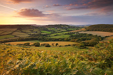 Rolling Dorset countryside viewed from Golden Cap, Dorset, England, United Kingdom, Europe