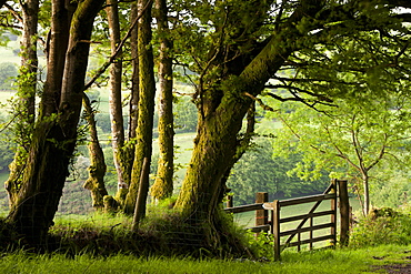 Public bridleway through trees and countryside in spring, Exmoor National Park, Somerset, England, United Kingdom, Europe