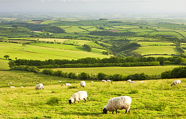 Sheep grazing in Exmoor National Park, Devon, England, United Kingdom, Europe