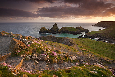 Coast path leading down to Kynance Cove, The Lizard, Cornwall, England, United Kingdom, Europe