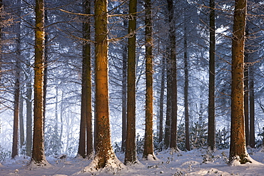 Snow covered winter woodland, Morchard Wood, Devon, England, United Kingdom, Europe