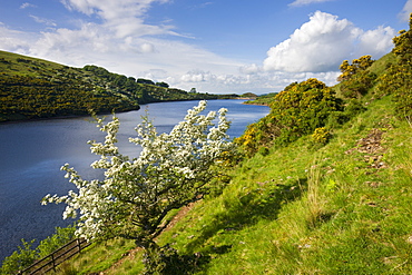 Hawthorn tree in blossom beside Meldon Reservoir, Dartmoor National Park, Devon, England, United Kingdom, Europe