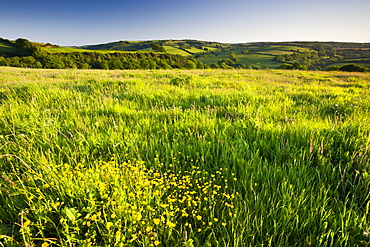 Buttercups flowering in a meadow near Wheddon Cross, Exmoor National Park, Somerset, England, United Kingdom, Europe