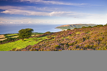 Porlock Common with views to Porlock Bay, Exmoor National Park, Somerset, England, United Kingdom, Europe