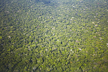 Aerial view of Amazon rainforest, Manaus, Amazonas, Brazil, South America 