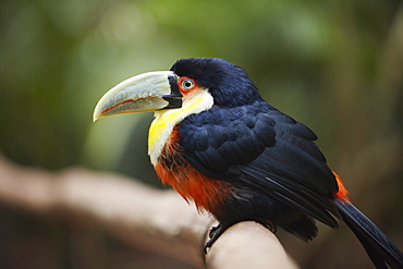 Red-breasted toucan at Parque das Aves (Bird Park), Iguacu, Parana, Brazil, South America 