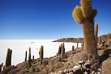 Isla del Pescado (Fish Island) on Salar de Uyuni (Salt Flats of Uyuni), Potosi Department, Bolivia, South America