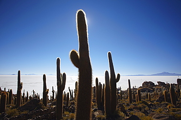 Isla del Pescado (Fish Island) on Salar de Uyuni (Salt Flats of Uyuni), Potosi Department, Bolivia, South America