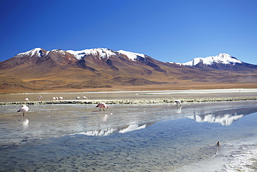 Flamingoes at Laguna Adeyonda on Altiplano, Potosi Department, Bolivia, South America