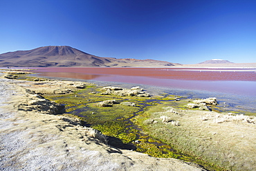 Laguna Colorada on the Altiplano, Potosi Department, Bolivia, South America