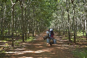 Rubber workers driving through rubber plantation, Kampong Cham, Cambodia, Indochina, Southeast Asia, Asia