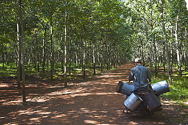 Rubber worker in rubber plantation, Kampong Cham, Cambodia, Indochina, Southeast Asia, Asia