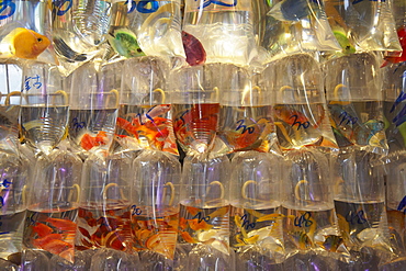 Tropical fish at pet shop, Mongkok, Hong Kong, China, Asia