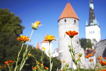 Garden outside Lower Town Wall with Oleviste Church in background, Tallinn, Estonia, Baltic States, Europe