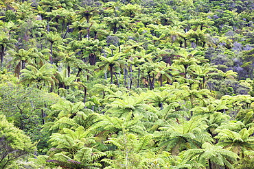 Strand of tree ferns on Waiomu Kauri Grove trail, Thames, Coromandel Peninsula, Waikato, North Island, New Zealand, Pacific