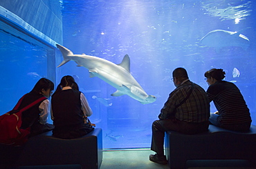 People watching shark at Osaka Aquarium, Tempozan, Osaka, Kansai, Japan, Asia