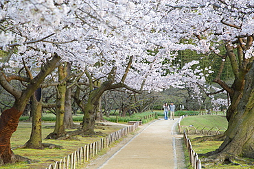 People walking under cherry trees in blossom in Koraku-en Garden, Okayama, Okayama Prefecture, Japan, Asia