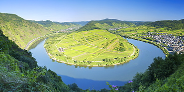 View of River Moselle, Bremm, Rhineland-Palatinate, Germany, Europe