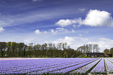 Hyacinths in fields, Lisse, Netherlands, Europe