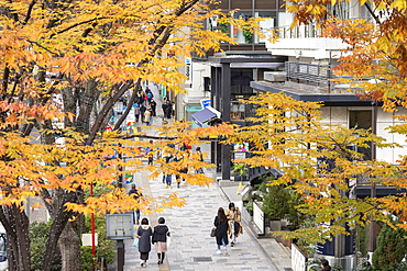 People walking along Omotesando Street, Harajuku, Tokyo, Honshu, Japan, Asia