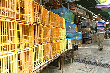 Bird Market, Mong Kok, Kowloon, Hong Kong, China, Asia