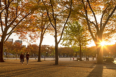 Autumn colours in Shirakawa Park, Nagoya, Honshu, Japan, Asia