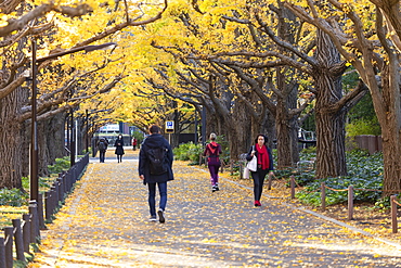 Autumnal ginkgo trees in Meiji Jingu Gaien, Tokyo, Honshu, Japan, Asia