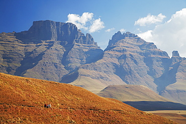 People hiking in Monk's Cowl Nature Reserve with Champagne Castle in background, Ukhahlamba-Drakensberg Park, UNESCO World Heritage Site, KwaZulu-Natal, South Africa, Africa