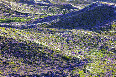 Heather and sand dunes, Kampen, Sylt, Schleswig Holstein, Germany