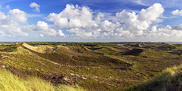 Heather and sand dunes, Kampen, Sylt, Schleswig Holstein, Germany