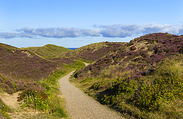 Pathway through heather and sand dunes, Kampen, Sylt, Schleswig Holstein, Germany