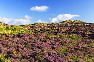 Heather and sand dunes, Kampen, Sylt, Schleswig Holstein, Germany