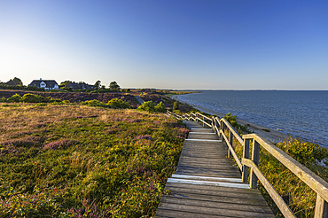 Walkway through heather, Braderup, Sylt, Schleswig Holstein, Germany