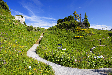 Botanical Garden, Schynige Platte, Jungfrau Region, Bernese Oberland, Switzerland