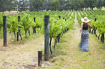 Woman walking through vines at Sandalford Winery, Swan Valley, Perth, Western Australia, Australia, Pacific