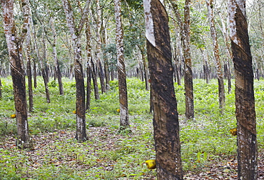 Rubber trees, Kebun Kandeng Lembu Plantation, Kalibaru, Java, Indonesia, Southeast Asia, Asia