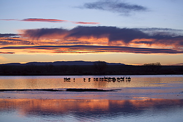 Greater sandhill cranes (Grus canadensis tabida) at sunrise, Bosque del Apache National Wildlife Refuge, New Mexico, United States of America, North America