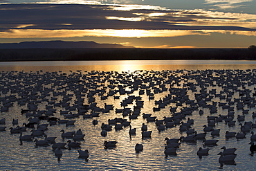 Lesser snow geese (Chen caerulescens caerulescens) at sunrise, Bosque del Apache National Wildlife Refuge, New Mexico, United States of America, North America