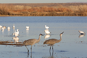 Greater sandhill cranes (Grus canadensis tabida) in foreground, and lesser snow geese (Chen caerulescens caerulescens) in background, Bosque del Apache National Wildlife Refuge, New Mexico, United States of America, North America