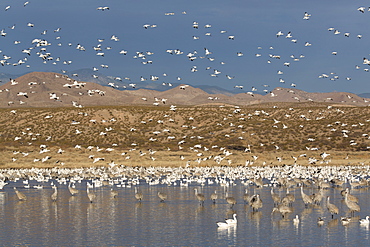 Greater sandhill cranes (Grus canadensis tabida) gray in color, and lesser snow geese (Chen caerulescens caerulescens) white in color, Bosque del Apache National Wildlife Refuge, New Mexico, United States of America, North America